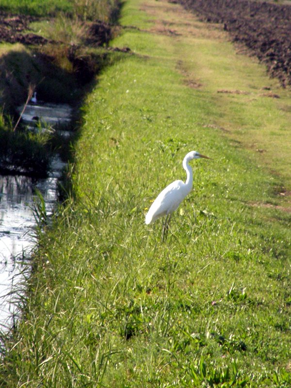 Airone bianco