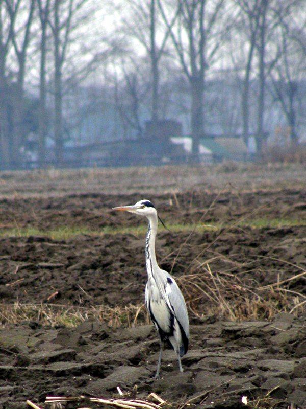 Airone cinerino