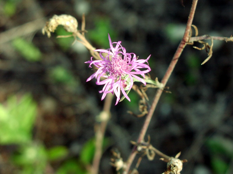 Centaurea tommasinii