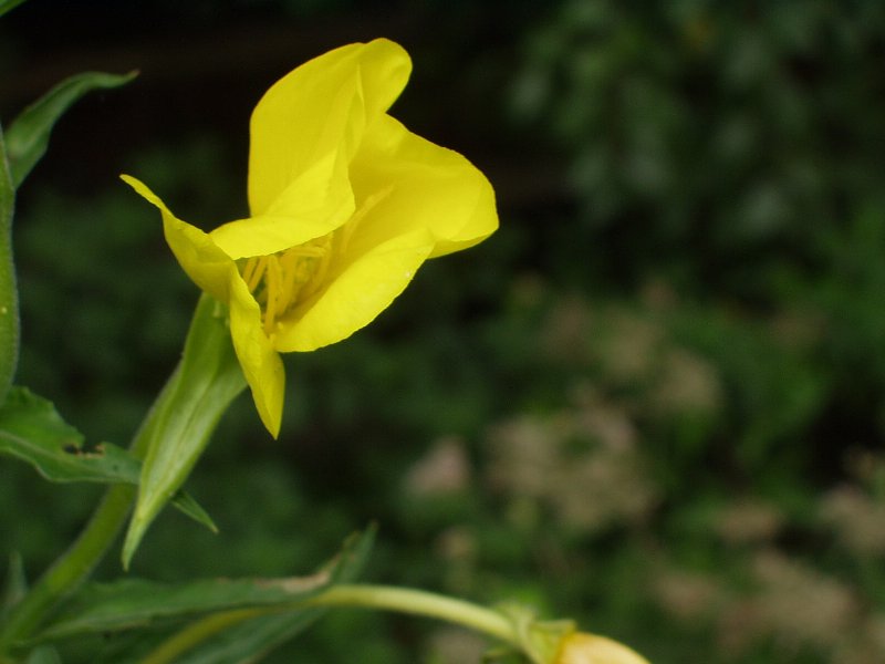 Oenothera biennis