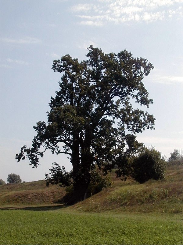 Quercia di S. Basilio