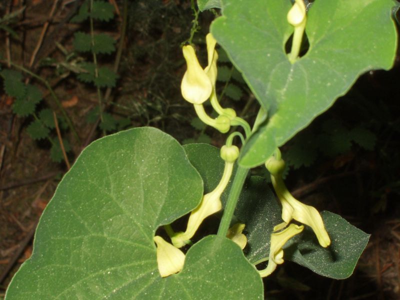 Aristolochia clematitis