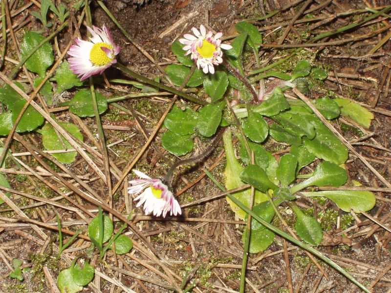 Bellis perennis