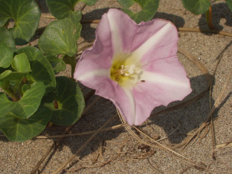 Calystegia soldanella