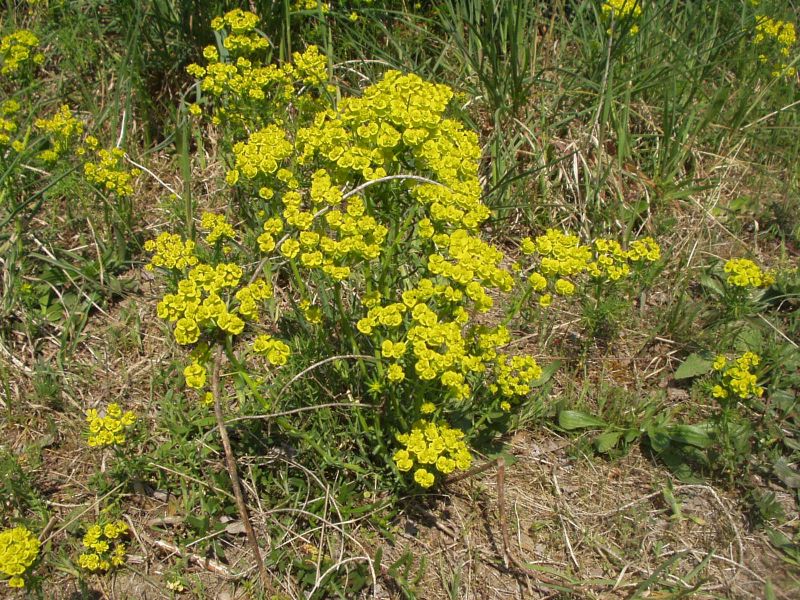 Euphorbia cyparissias